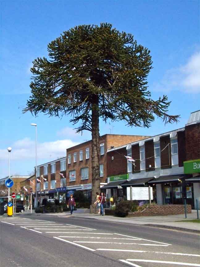 Broadstone 'Steps it Up' Dorset View