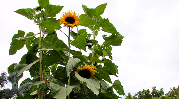 Ferndown's tallest sunflower - Dorset View