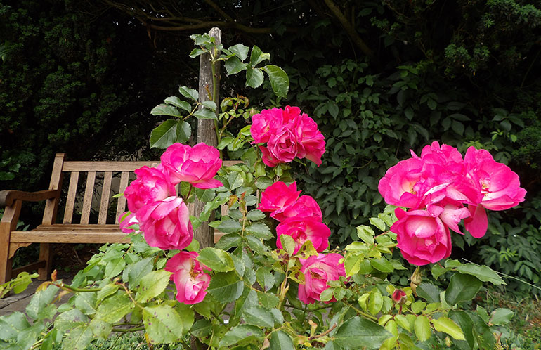 Wimborne In Bloom