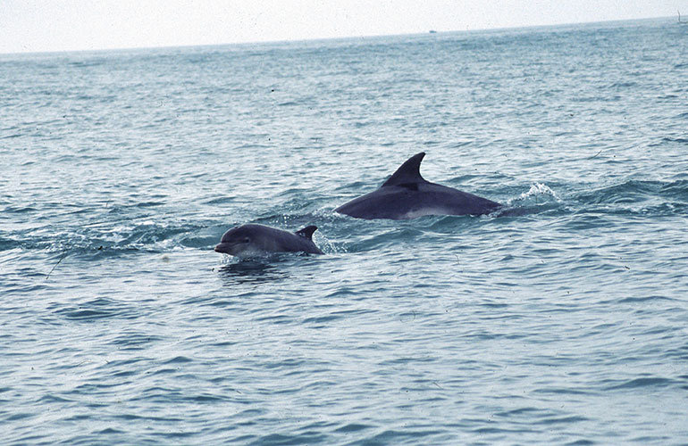 Dolphins off Dorset County Council’s Durlston Country Park