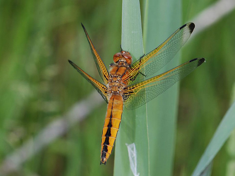 Scarce Chaser dragonfly