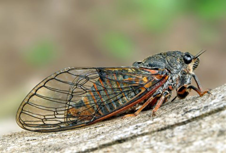 New Forest cicada