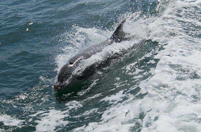Bottlenose dolphin © Julie Hatcher