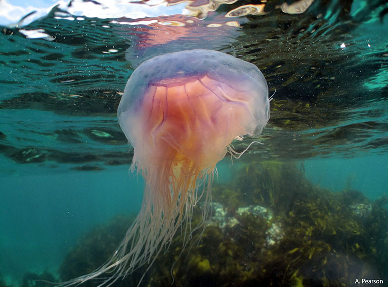 Blue jellyfish, by A Pearson
