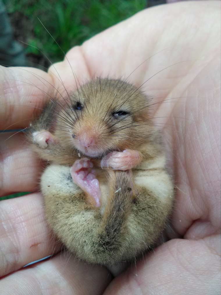 HABITAT AT RISK- HELP PROTECT DORSET’S HEDGEROWS - Licenced handler with Dormouse © Heather Radice