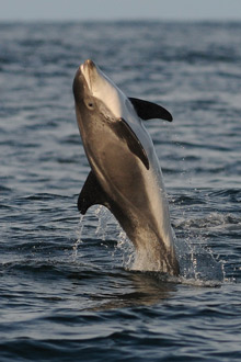 White beaked dolphin – Lyme Bay Credit Martin Kitching