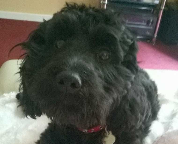 CCTV appeal after dog theft in Bournemouth