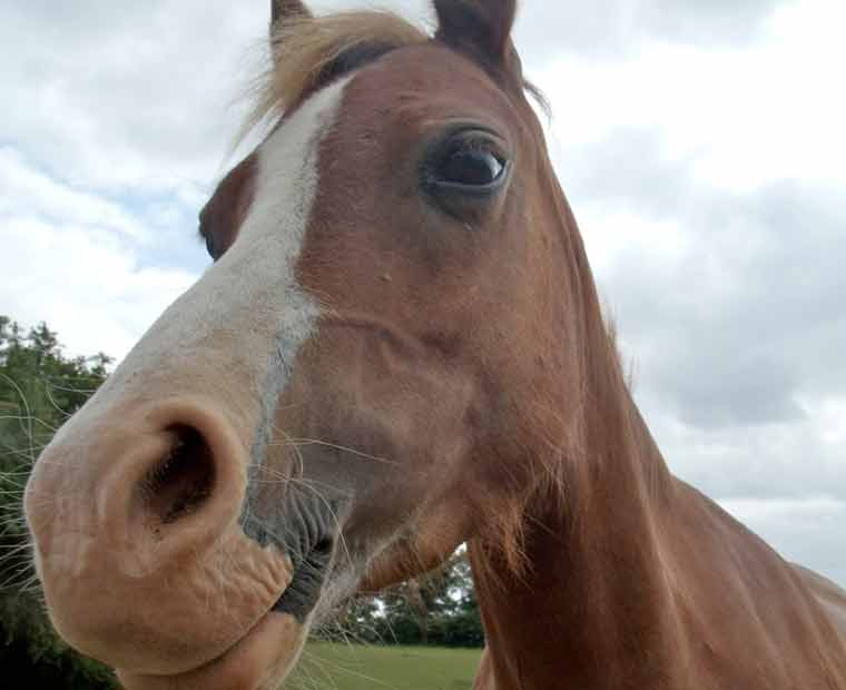 The Horse Welfare Report