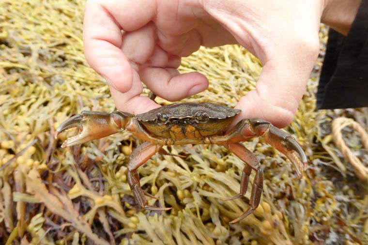 Eco-friendly crabbing this Easter from Dorset Wildlife Trust
