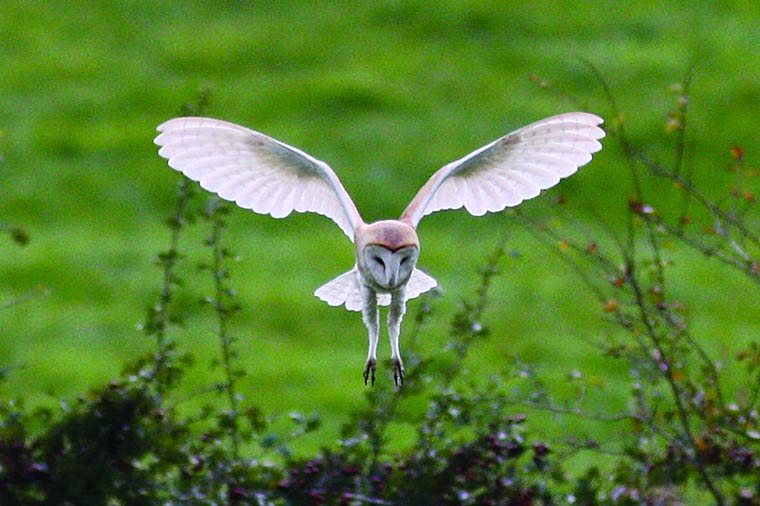 Barn owls on Dorset Wildlife Trust webcam