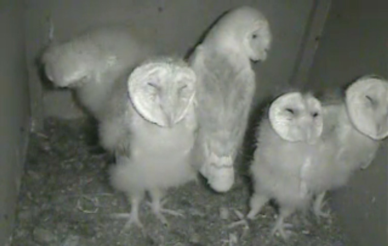 Barn owls chicks ready to fledge on Dorset Wildlife Trust webcam