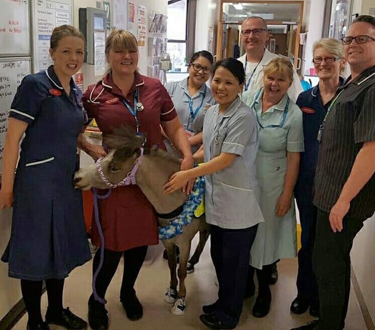 Four-legged Lofty spreads a little happiness at Blandford Hospital
