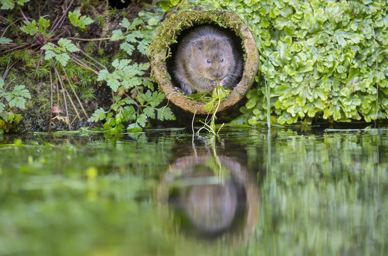 The National Water Vole Monitoring Programme starts Sunday 15 April 2018