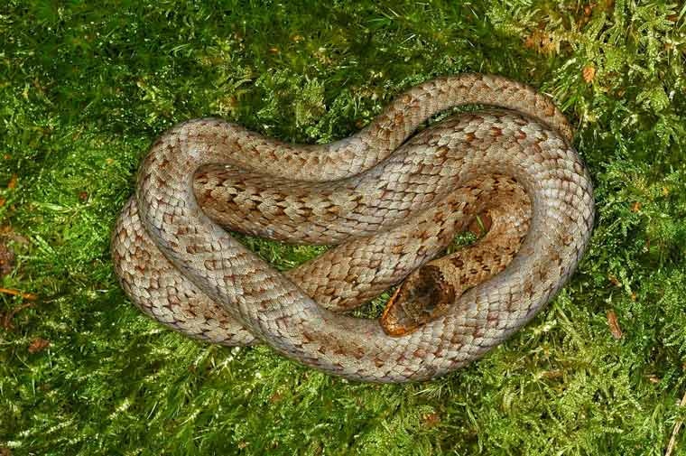 rare smooth snake in Dorset