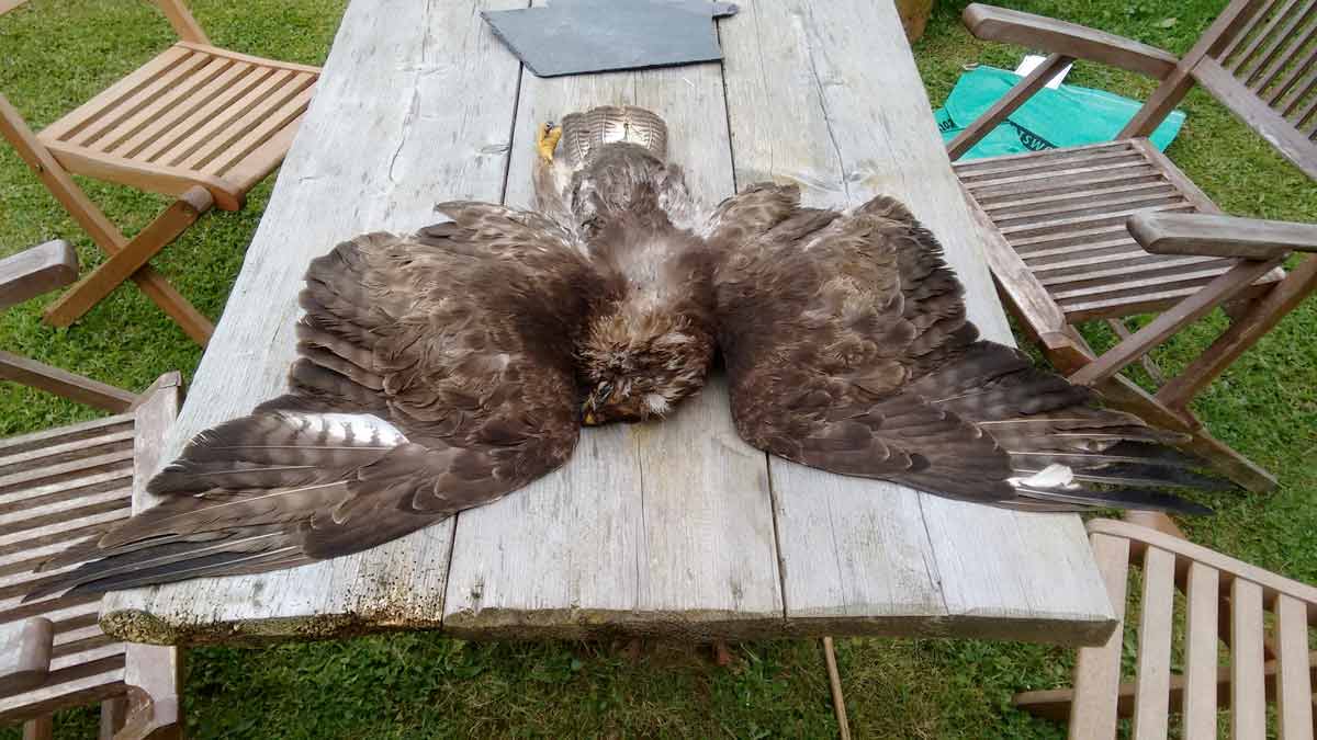 Dead birds of prey spark concerns in Dorset