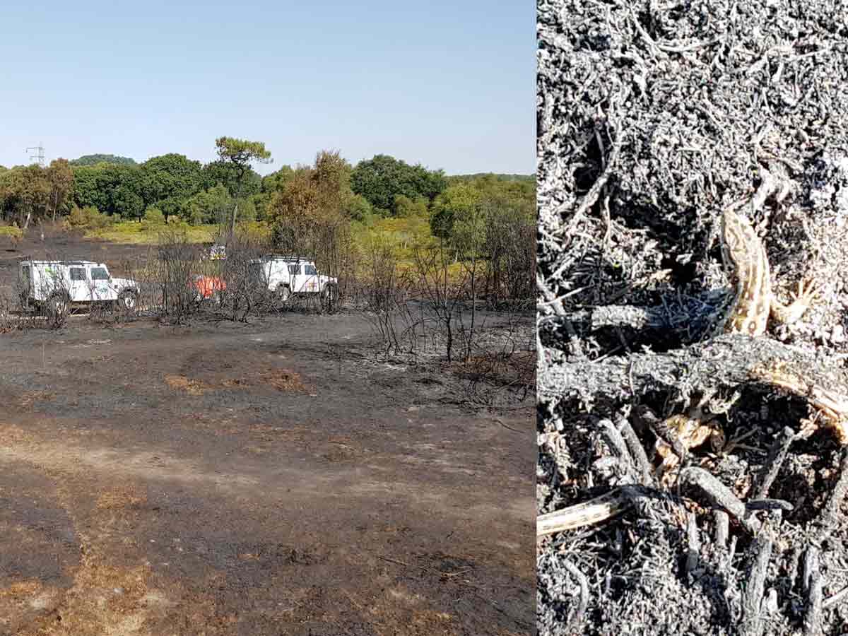 30 fire crews attend fire at Upton Heath nature reserve Dorset View