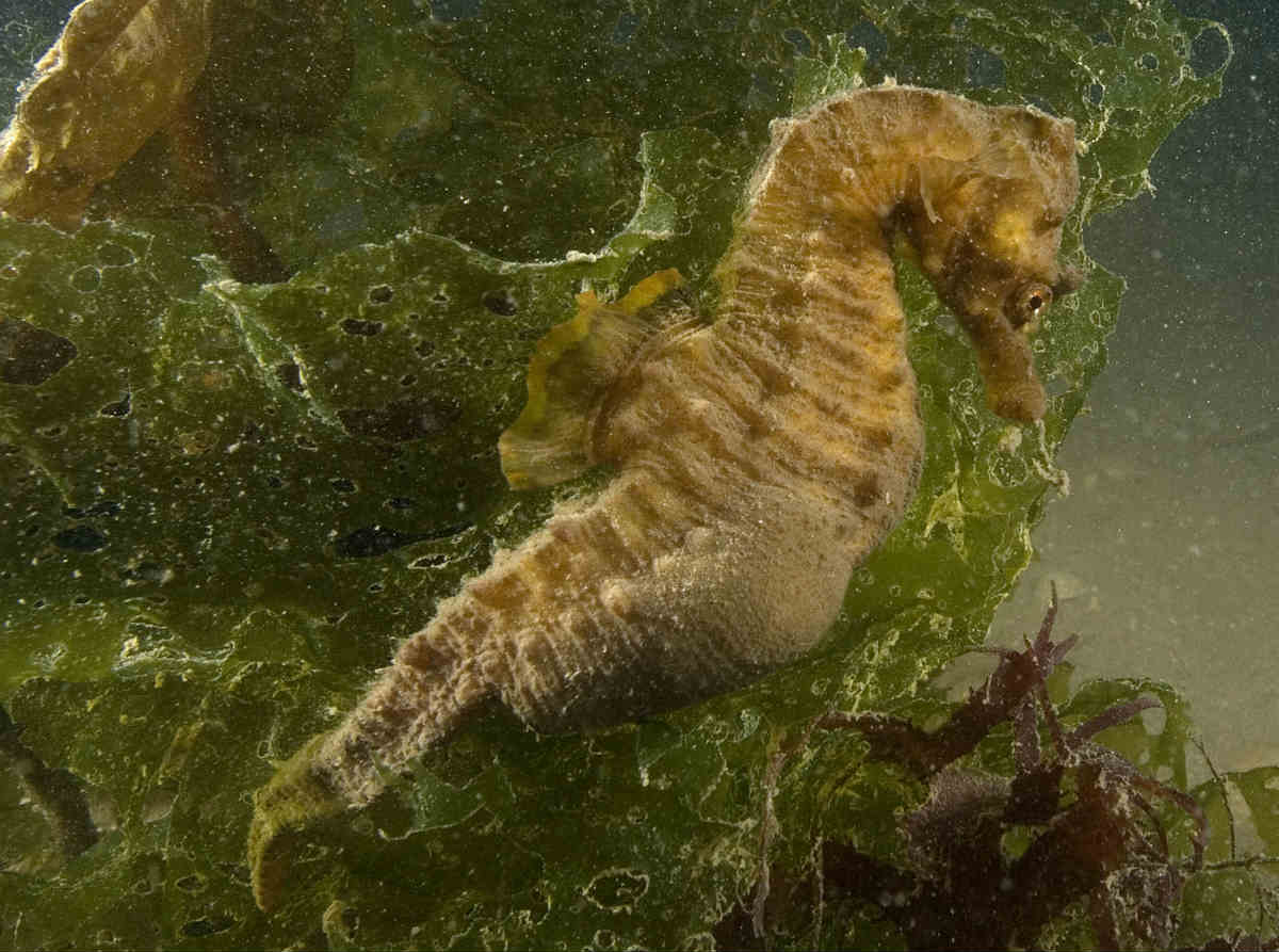 Seahorses could be in more danger as oil well drilling begins in Poole Bay