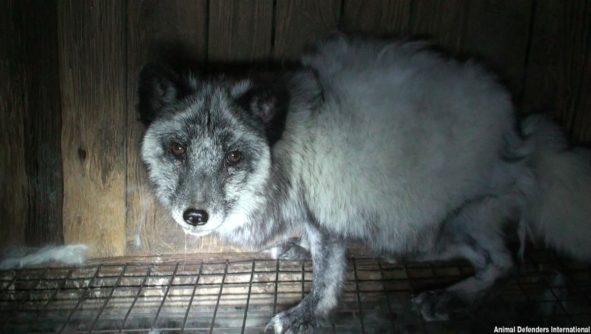 Fur Free Friday: celebs back call to end “cruel” suffering