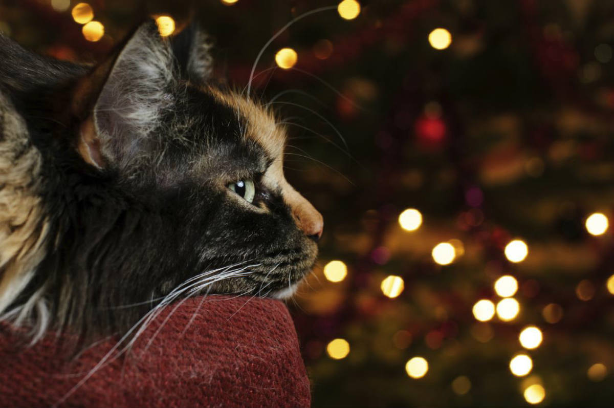 Help keep cats safe at Christmas with these simple steps