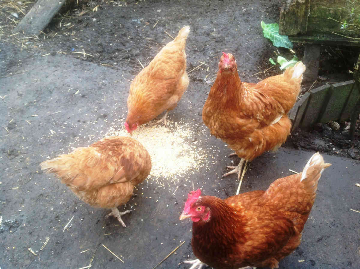 Urgent appeal to save hens from slaughter
