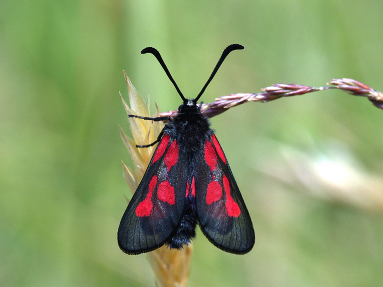 Moth distribution is changing rapidly in Britain and Ireland
