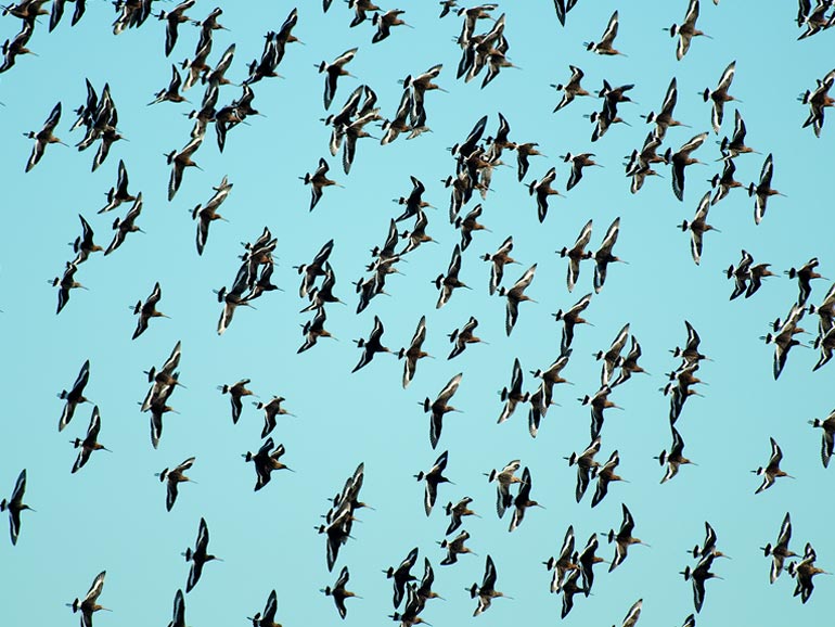 Flock of Black-tailed godwits above the lagoon