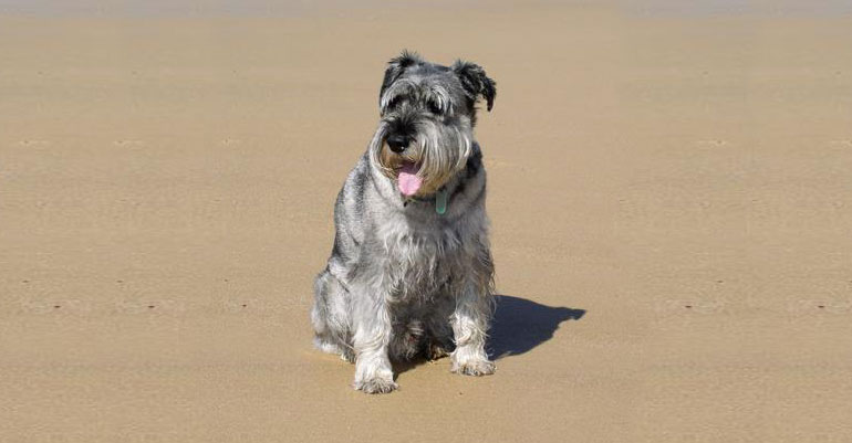 Dogs on beaches: enforcement suspended on BCP Council beaches but keep your dog under control