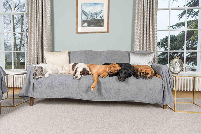 How To Keep Dogs From Behind Couch at Sandra Buck blog