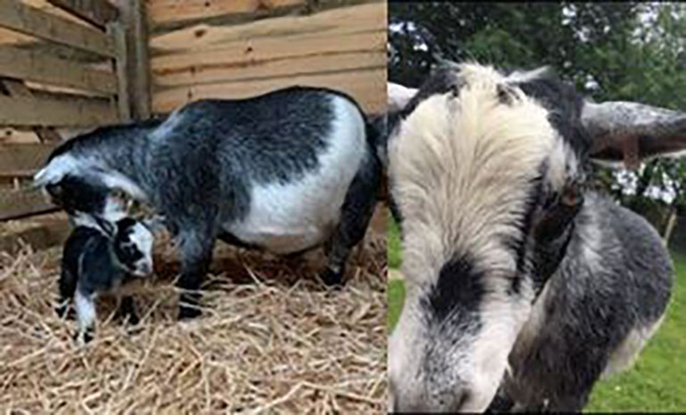 Stolen-goats