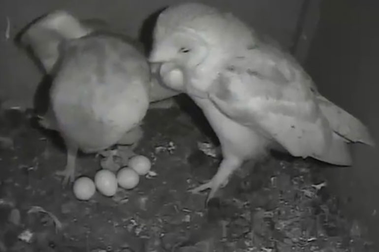 The barn owl parents with their newly hatched chick © DWT