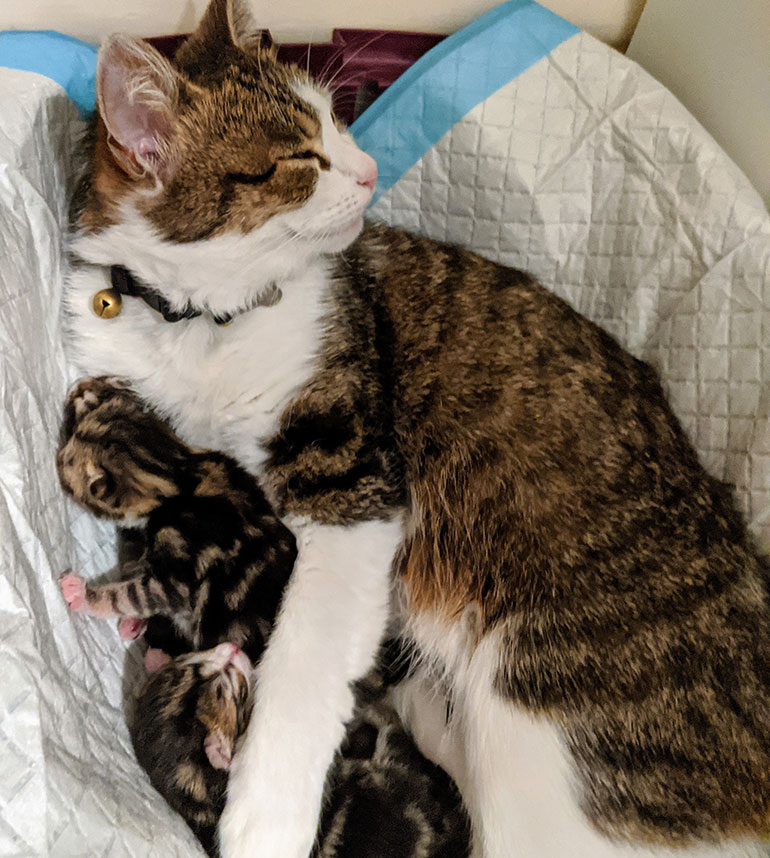 Fudge with her kittens