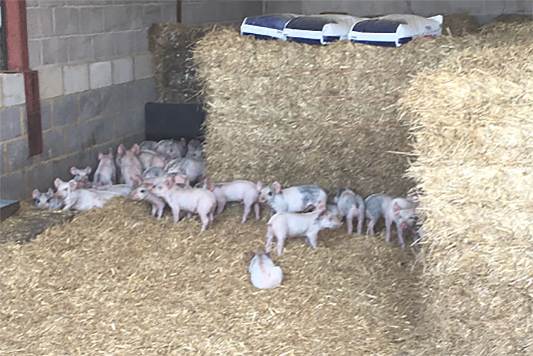 Some of the piglets from Fordingbridge - can you help find them?