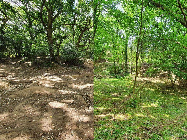 Left, the impact of unauthorised bike ramp construction on vegetation. Right, an area of undamaged woodland showing a healthy forest floor. Photo by Amy Gallagher