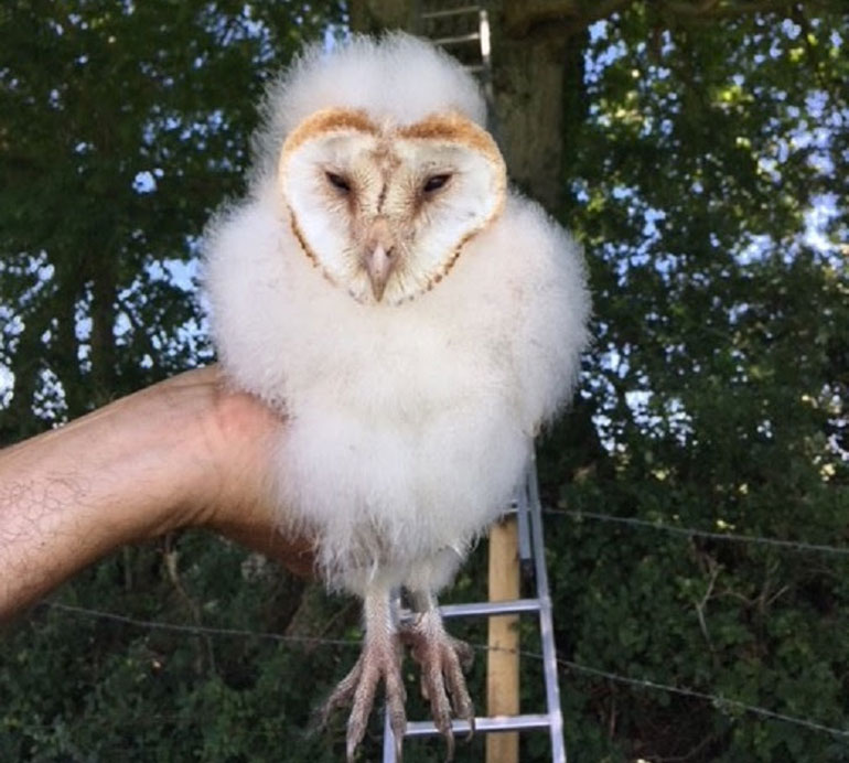 Barn owlet being checked by a licensed volunteer