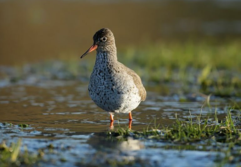 Redshank, photo by Andy Hay, RSPB images