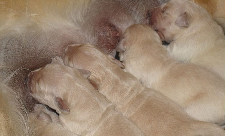 Always buy from a responsible breeder and see the mother with her pups © CatchBox