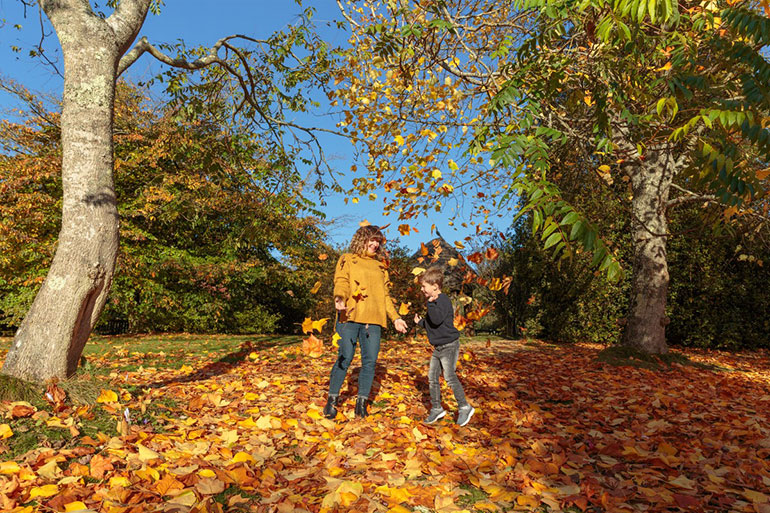 Autumn colours at Furzey Gardens
