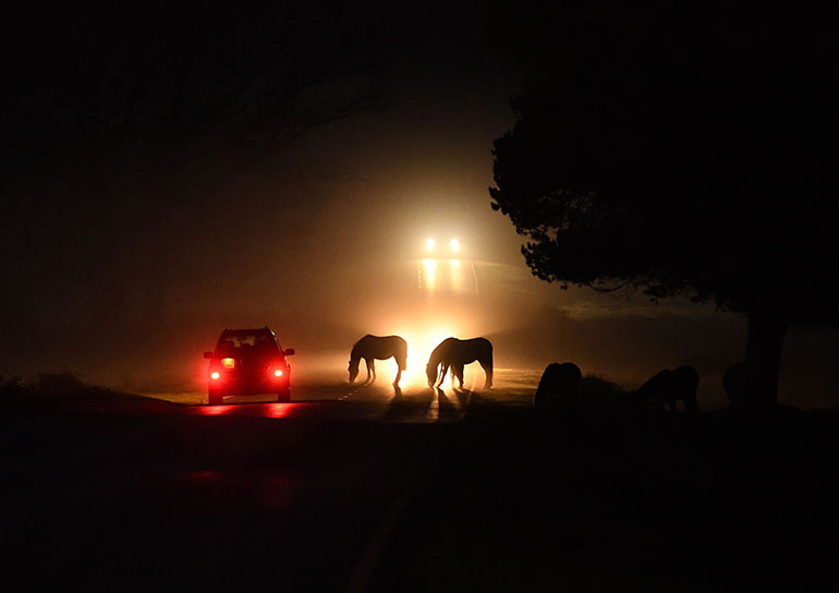 November and December are the deadliest months for New Forest animals
