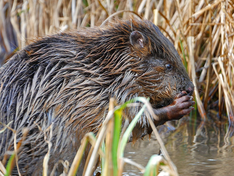 Female beaver washing © Dorset Wildlife Trust/James Burland