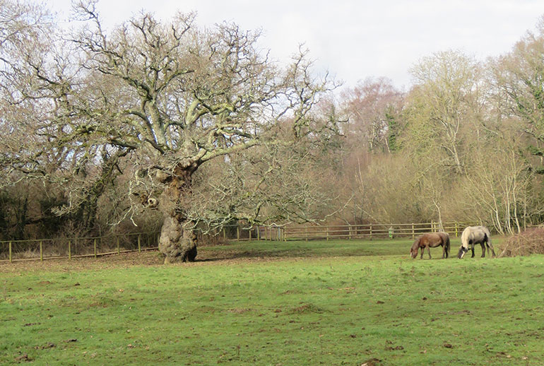 Woolslope Farm to Riverside Walk and return via West Moors town centre