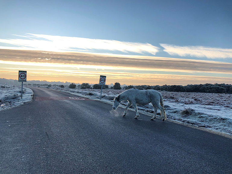 Pony on frosty road