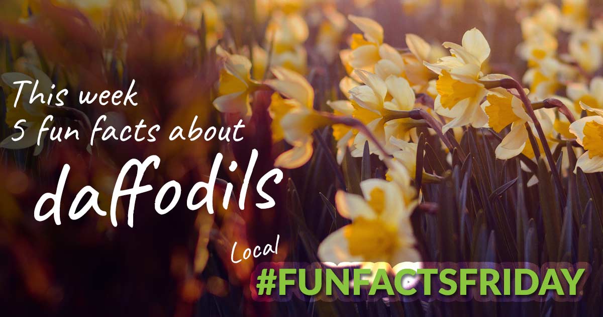 5 fun facts about daffodils Dorset View