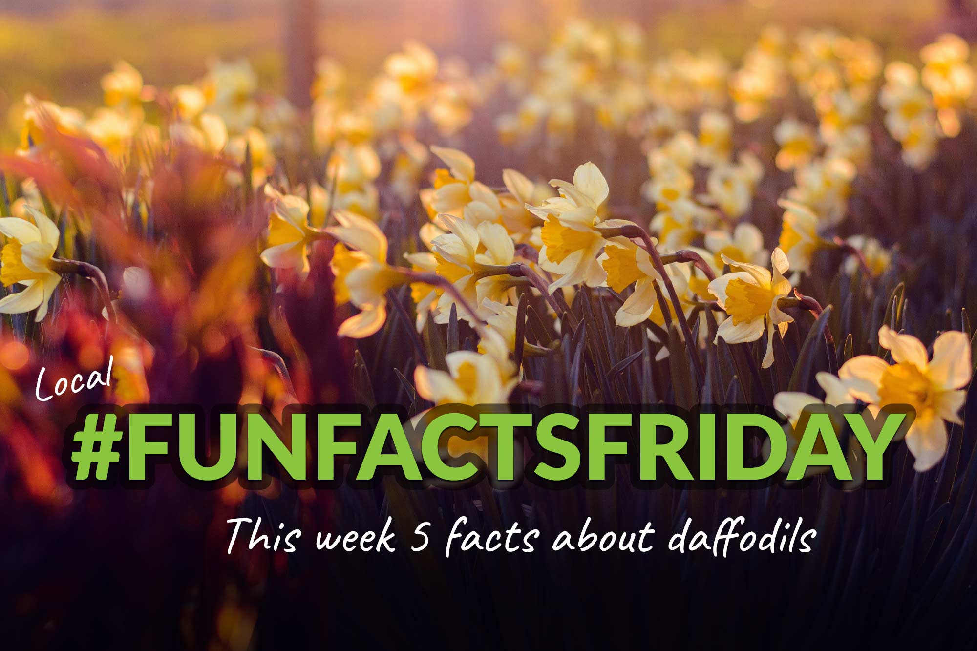 5 fun facts about daffodils Dorset View