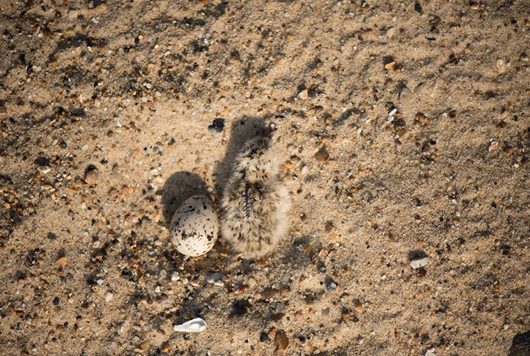 Little tern newly hatched chick and egg, showing how well camouflaged they are on the ground © Ben Andrew