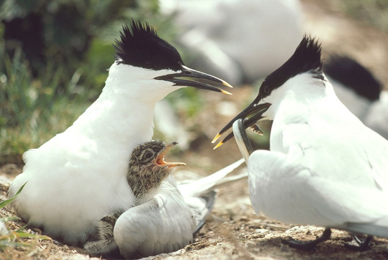 Sandwich tern at nest feeding chick © Chris Gomersall