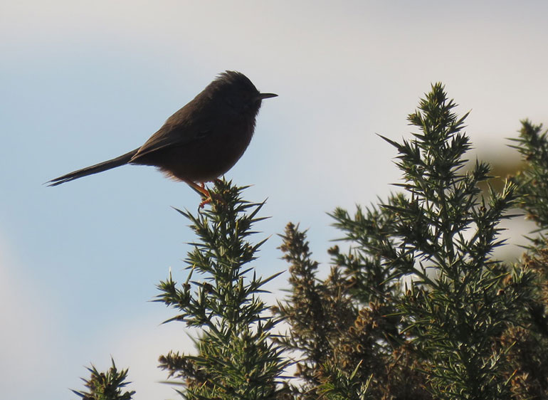 There is the chance of spotting a Dartford warbler
