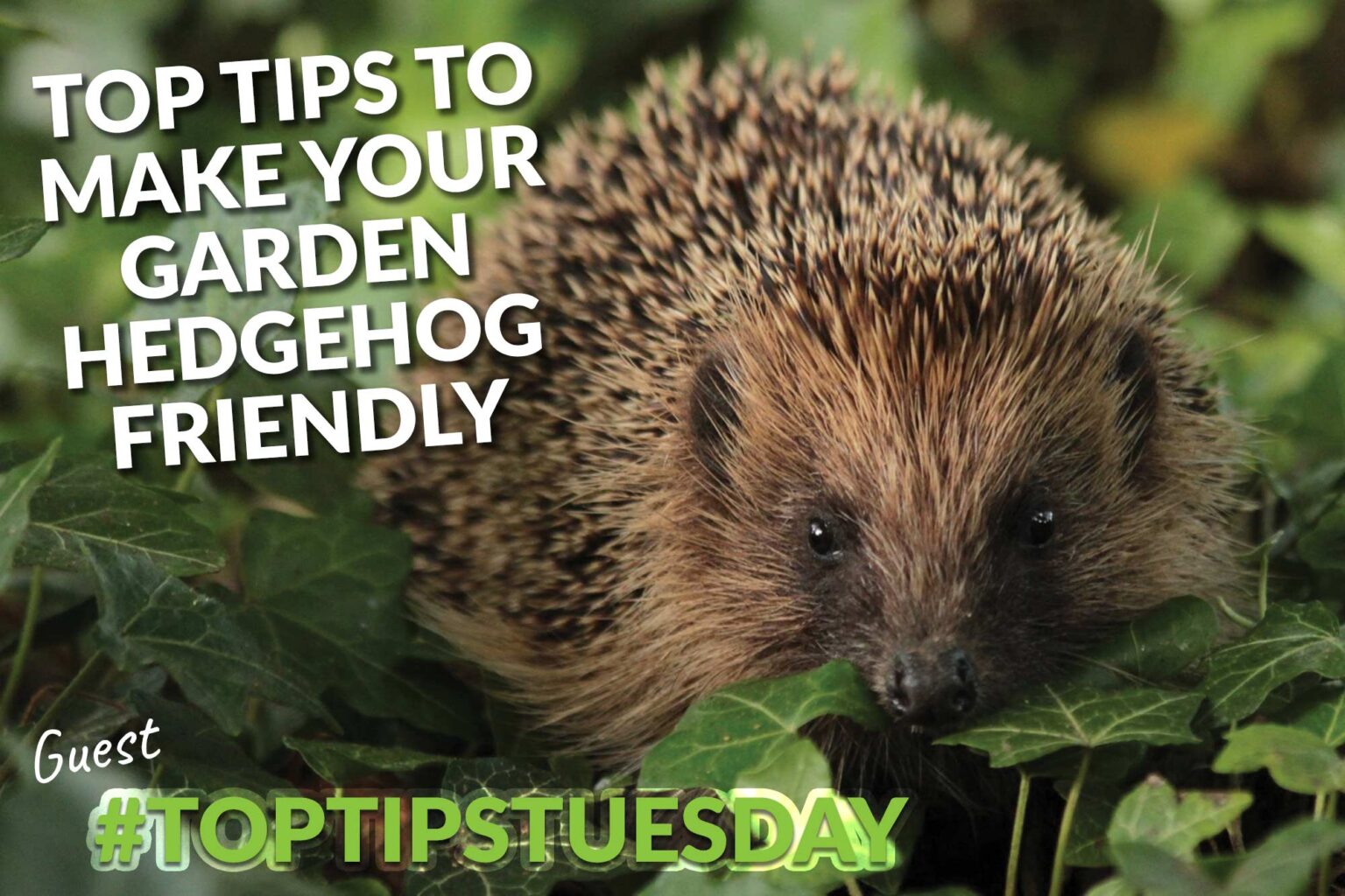 Top tips to make your garden hedgehog friendly Dorset View