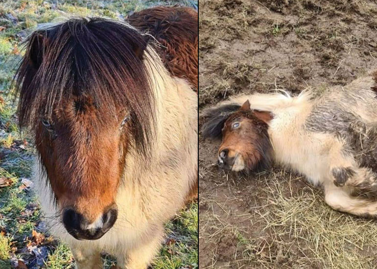 Left: Before he was fed inappropriate food and right: Hamish in agony in his field