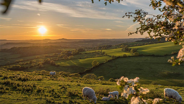 Eggardon Hill, photo by James Loveridge