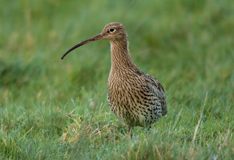 Curlew by Tom Streeter